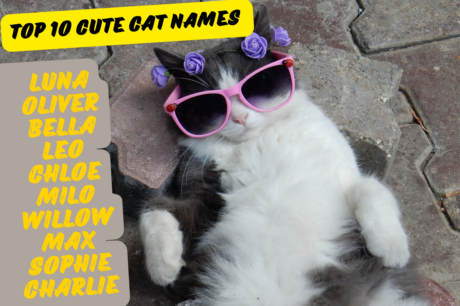 Top 10 Cute Cat Names